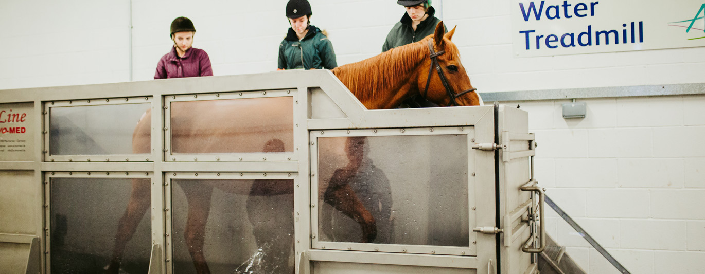 Horse in water treadmill at Bishop Burton Equine Therapy and Rehabiliation Centre