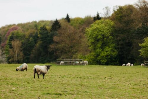 Did you know our commercial farm spans over 300